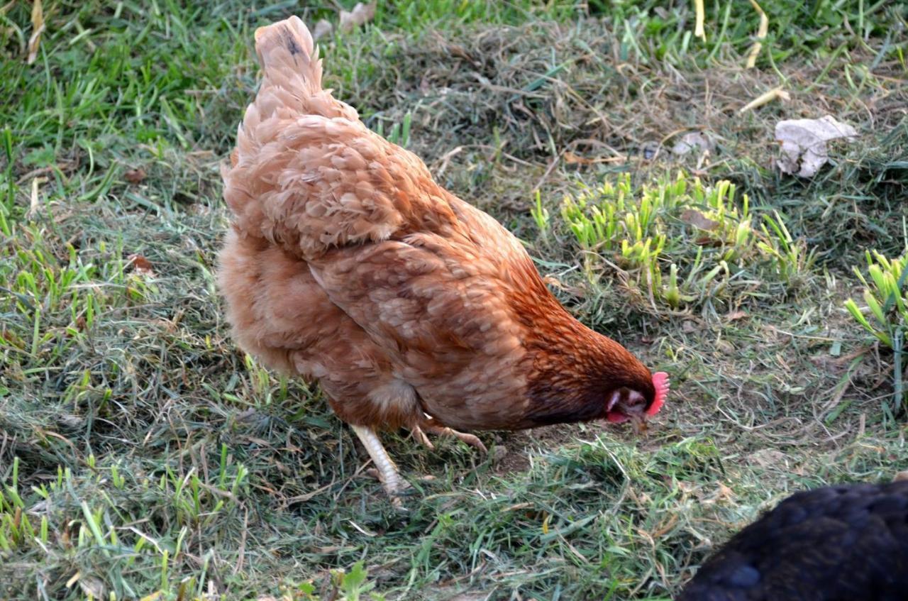 Gite Le Manege Normand Grand-Camp  Εξωτερικό φωτογραφία